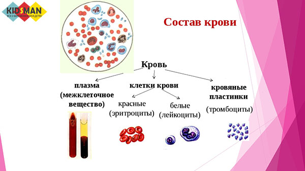 состав крови человека